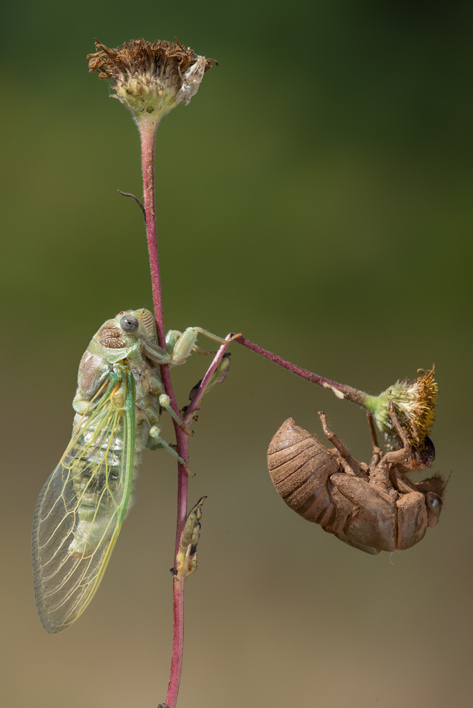 Cicale, cicale cicale...